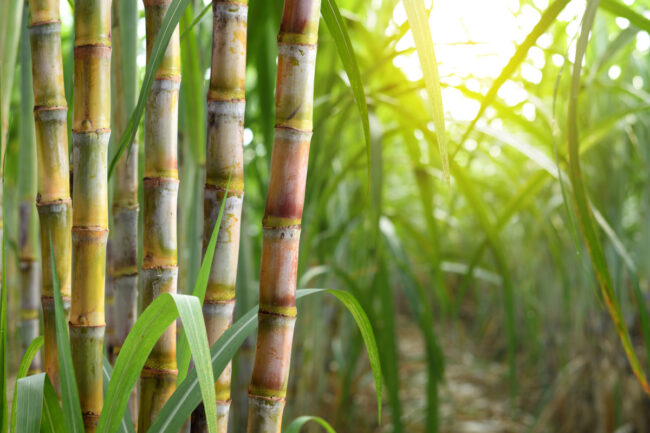 Sugar cane plantation growing up. Sustainable polythene using sugar cane at trademark Polythene UK