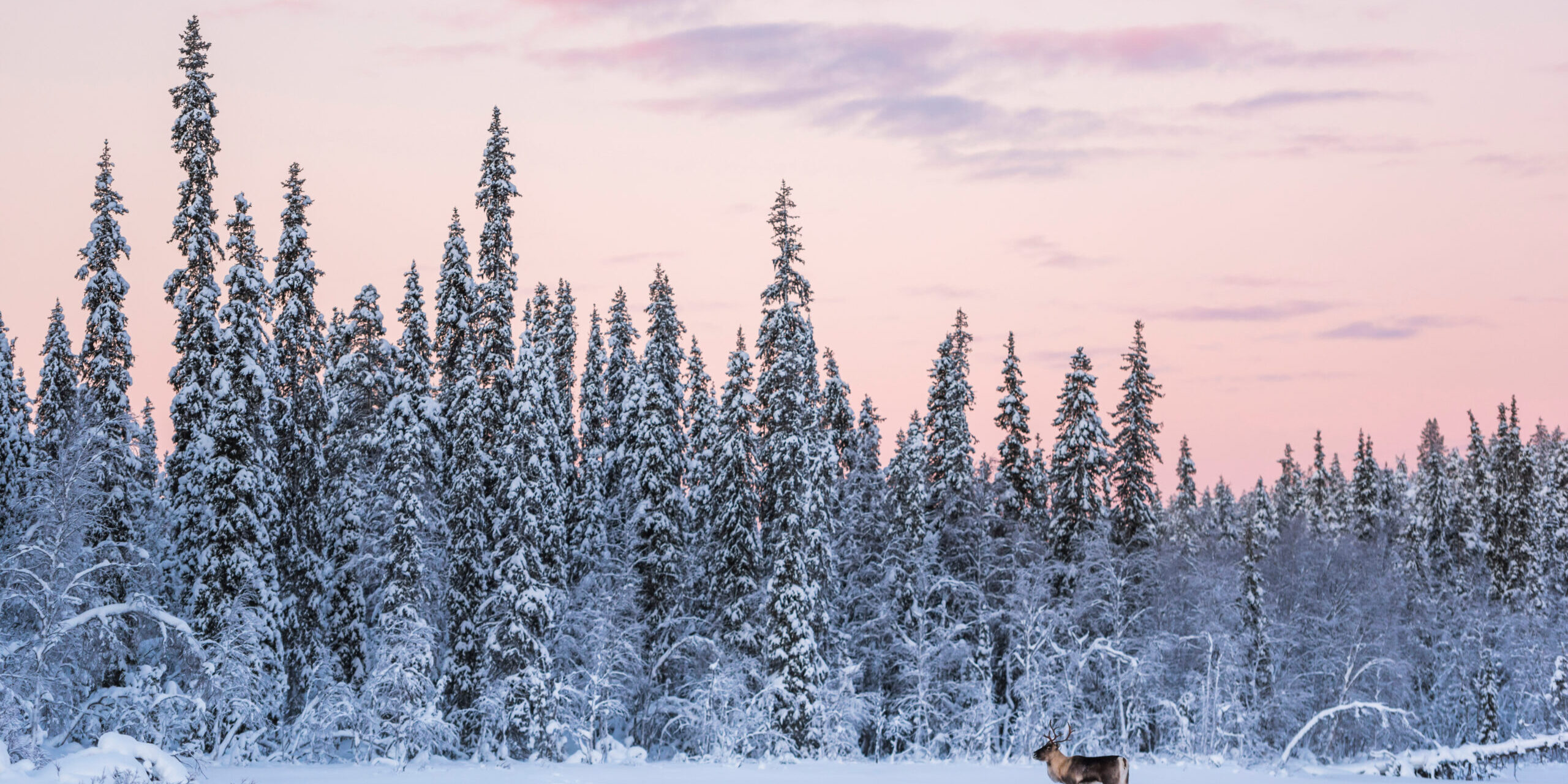 Reindeer at Christmas in the frozen cold snow covered winter landscape in Lapland in Finland